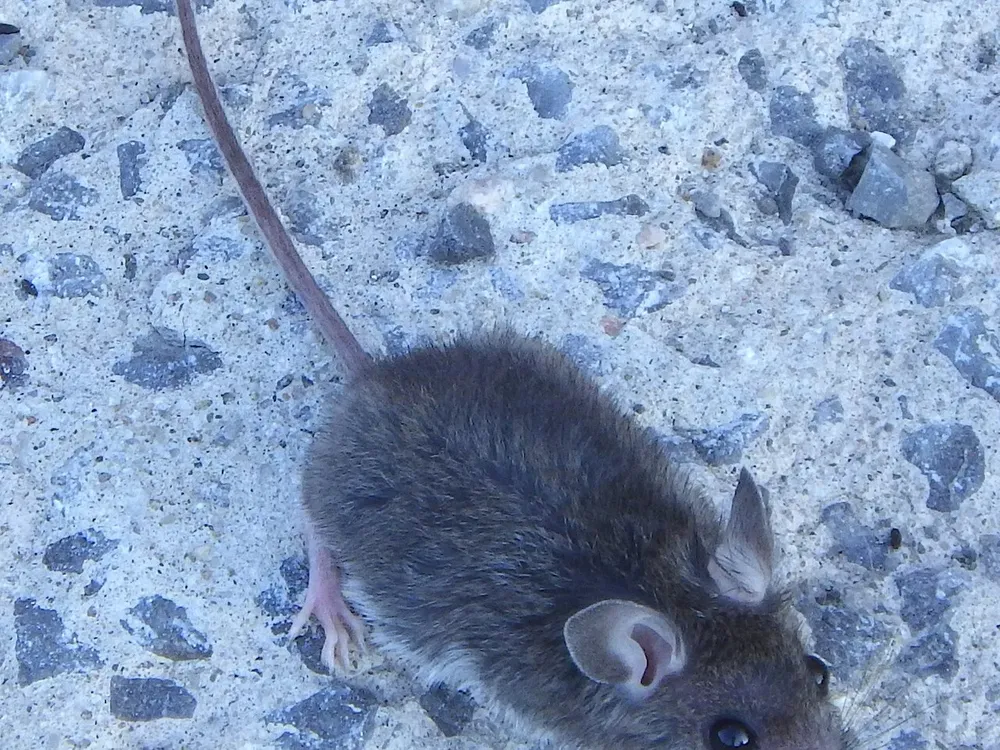 A gray house mouse on concrete