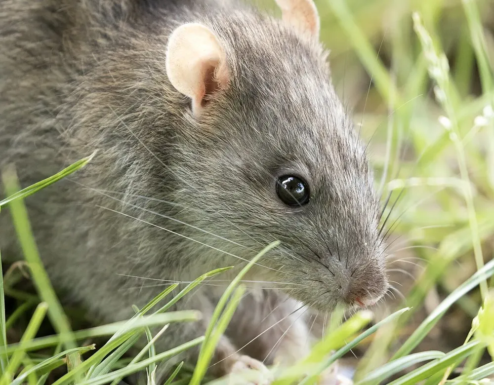 A Norway rat in the grass, close up
